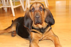 Brewer Kennels Dog Trainer