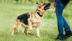ThunderDawg K-9 Training