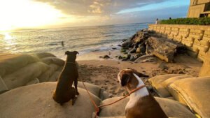 Maui Dog Whisperer