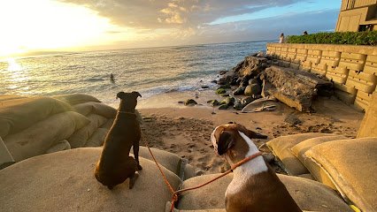 Maui Dog Whisperer