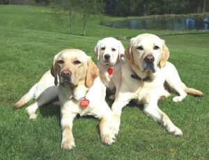 Pawsitive Results Dog Training