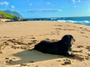 OLK9 HAWAII