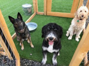 Dog Retreat Center
