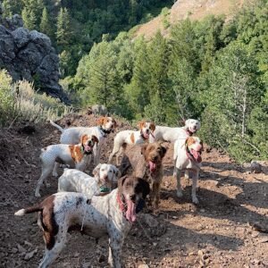 Sage Spring Kennels
