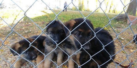 Good Neighbor Dog Training