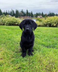 Copperwood Kennels