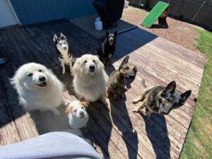 The K9 Professionals