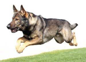The K9 Coach