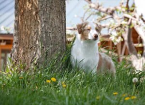 Pawsitive Dog Training, boarding, grooming