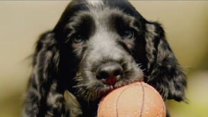 Coachable Canines