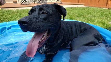 Dog Life Pro