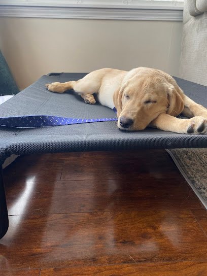 Forever Legends Dog Training