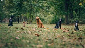 Golden Standard Canine Training