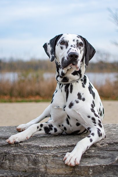 A Touch Of Class Training – Dogs with Etiquette LLC (Franzi List)