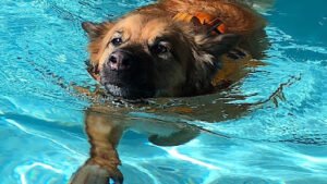 Aqua Dog, Inc.