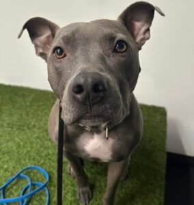 Balanced Behavior Dog Training Center