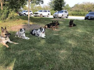Pawsibilities Dog Training