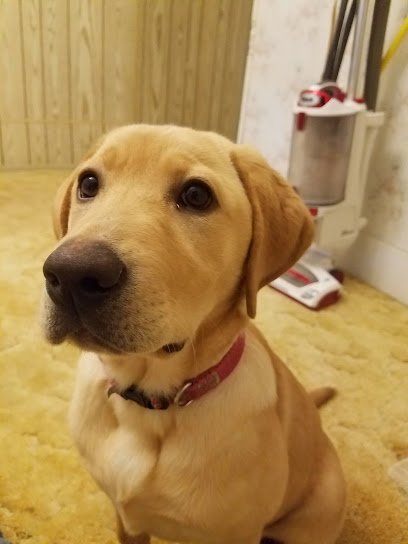 The Family Pooch Trainer