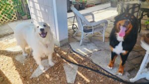 Mandy’s Dog Training