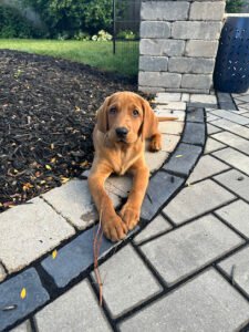 Beth Hurley Dog Training