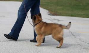 FoxGem Dogs, LLC