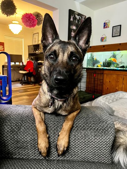 The Steadfast Canine