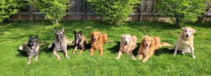 Pawsitively K9 Services