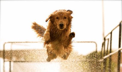 Mannered Mutts Dog Training