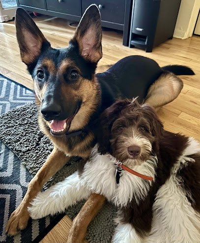 Radical Rover Dog Training