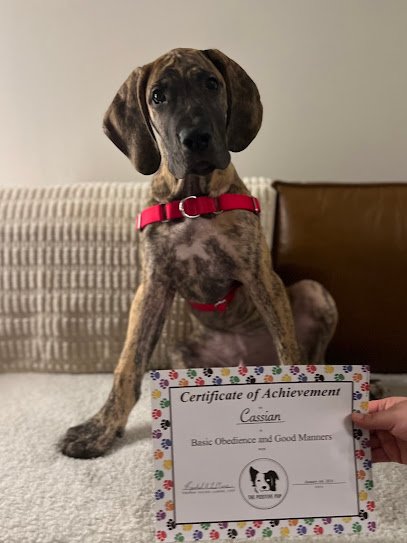 The Positive Pup