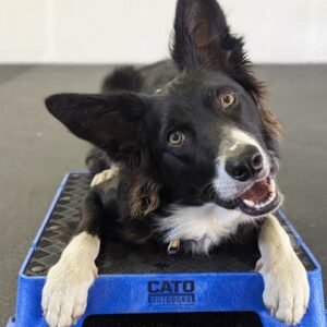 Best Paw Forward Dog Training