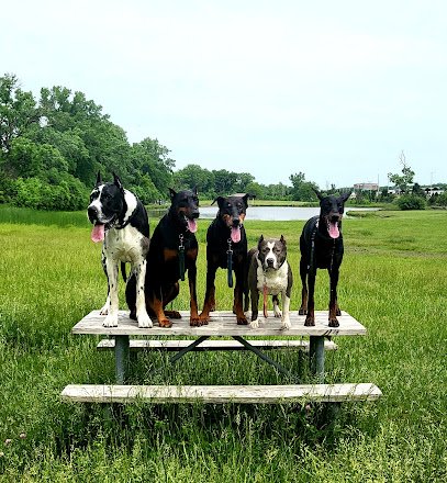 DZIKA DOG ACADEMY