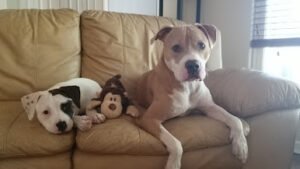 K-911 Dog Training