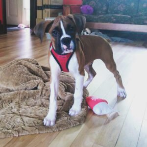 Dog Obedience by Gina, LLC