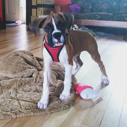 Dog Obedience by Gina, LLC