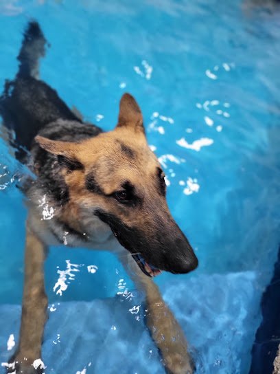 Splash Dog