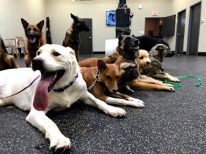 Wolf’s Lair K9