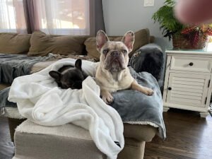 Canine Obedience Training Inc