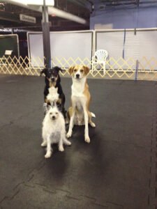 Advances In Animal Behavior