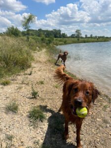 Canine Peace of Mind