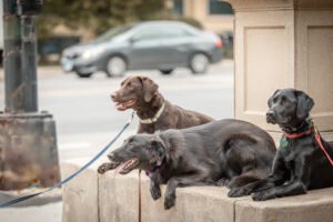 Found Chicago Boarding & Training Center