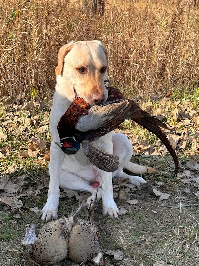 Bull Valley Retrievers