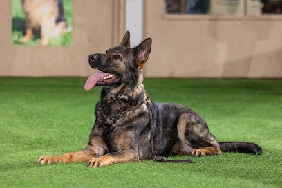 K9 Guidance
