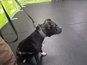 Lucky Dog Academy