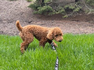 Canine State of Mind