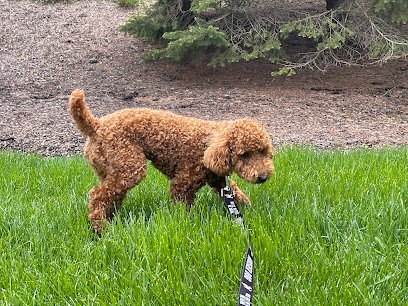 Canine State of Mind