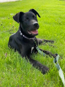 Over the Moon Positive Dog Training, LLC