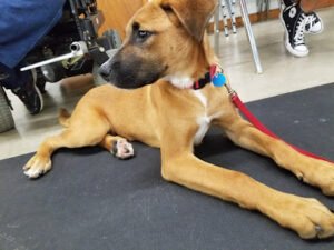 Peoria Obedience Training Club