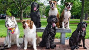 The Fine Canine Dog Training & Boarding