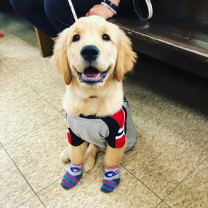 Discover Pet Training LLC
